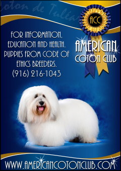 American Coton Club Coton de Tulear