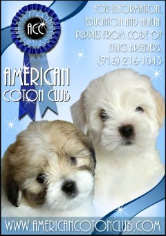 Champion Coton de Tulear and Coton puppies available