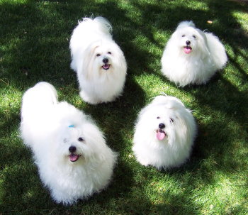 group of Coton dogs